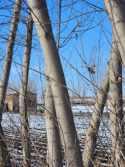 Kaliforniya terak sotiladi Chiroqchi