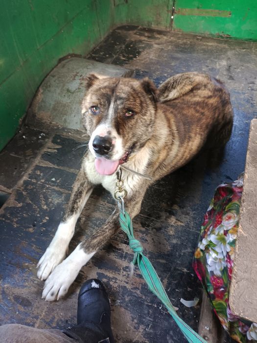 Продается Алабай в хорошие руки