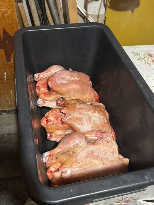 Продам мясо домашних бройлеров.