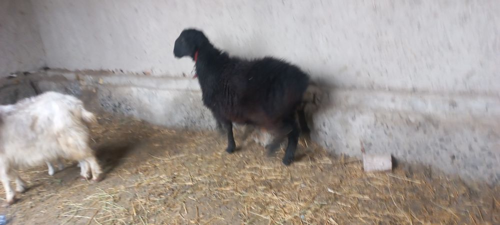 Surxon qochqori sotiladi zot uchun