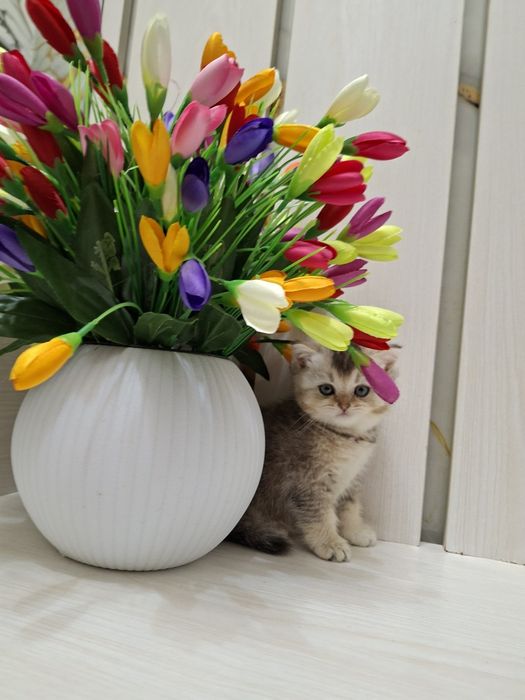 Продаются. Сотилади . Шотландские .