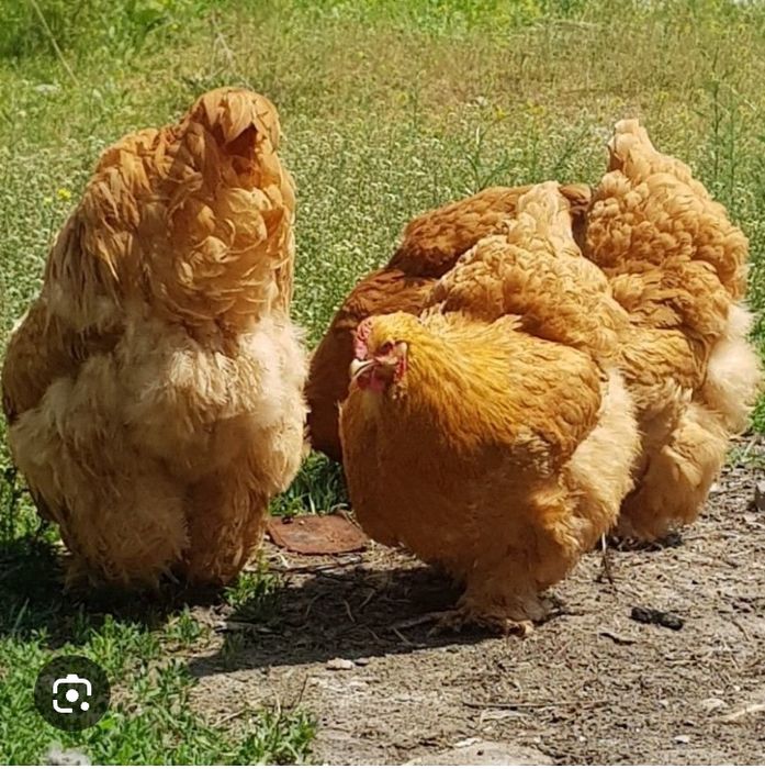 Элита. Палевый Кохинхин и Белое золото.