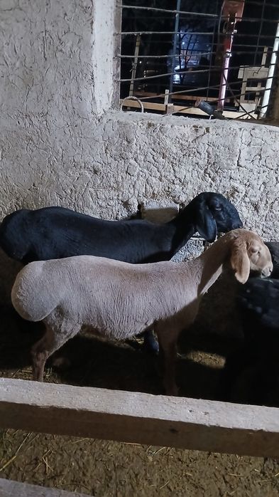 Quylar sotiladi moda quchqorlar