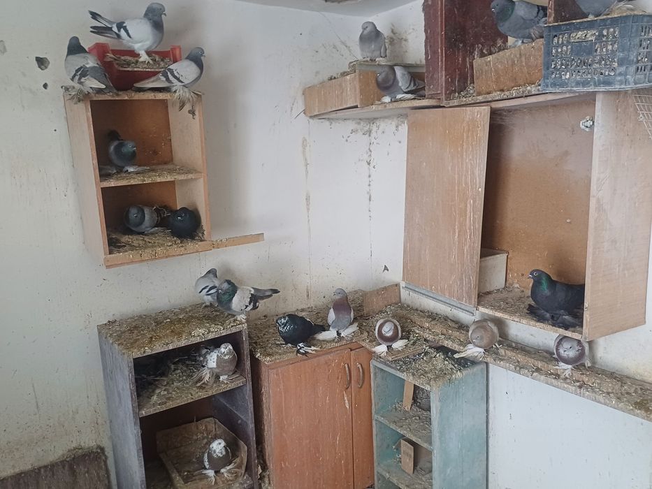 Голуби  такла и полосатый