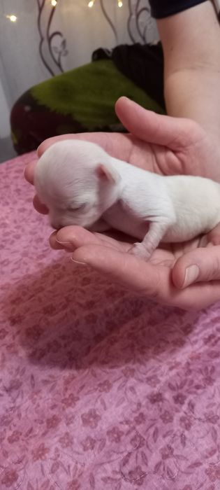 Щенки   чихуахуа