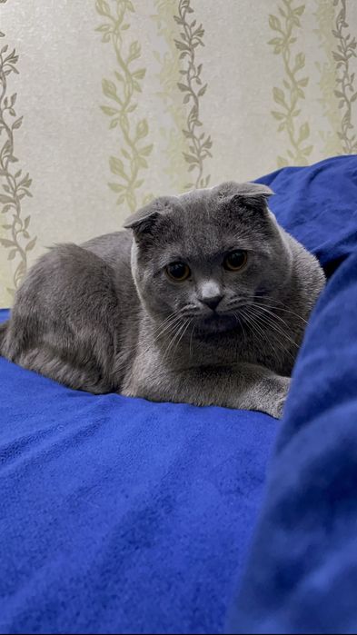 скотиш фолд на вязку мальчик