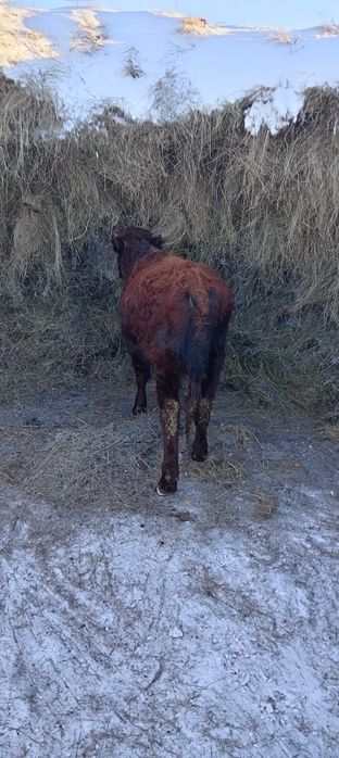 Продам быка подсосный