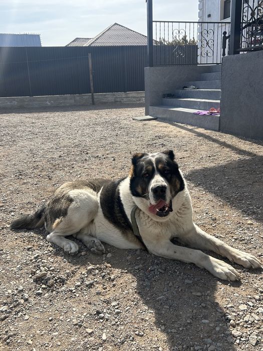 Продам алабай девочка 3 года тяж