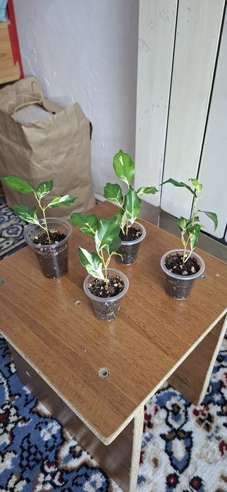 Комнатные цветы молодые