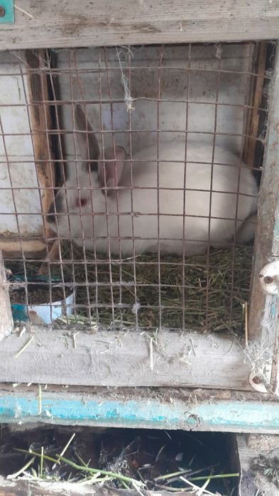 Продам.   кроликов