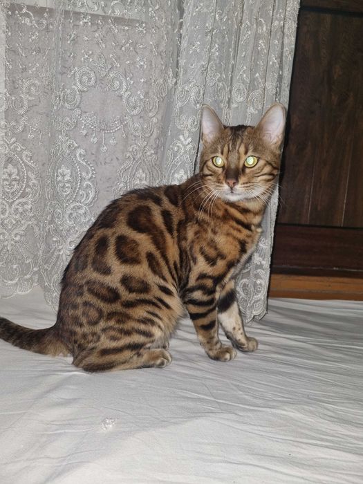 Чистокровный бенгал цвета брауни