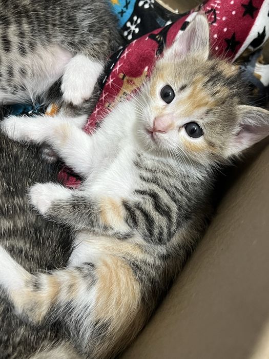 Отдам котят в хорошие руки бесплатно