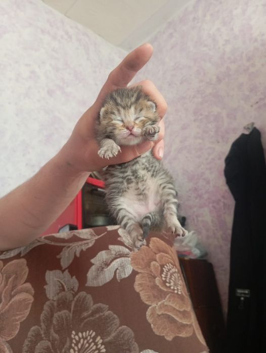 Продам котят красивые