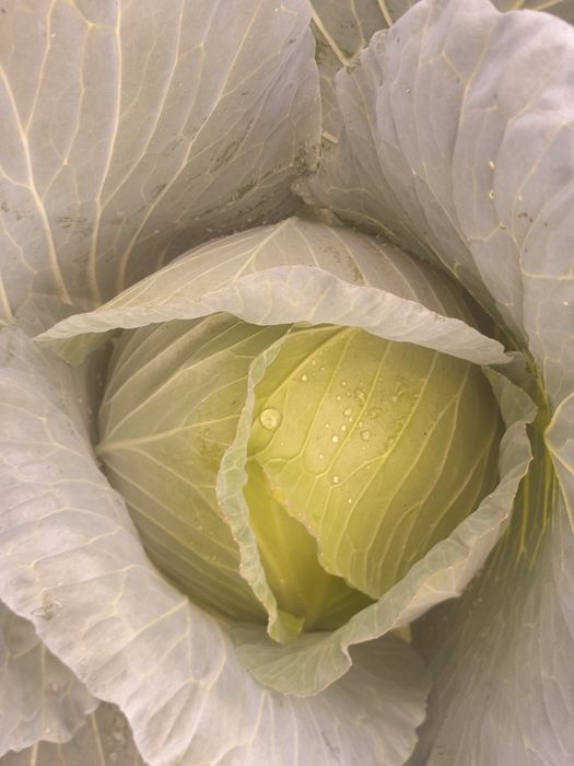 Vând varza Beverly Hills