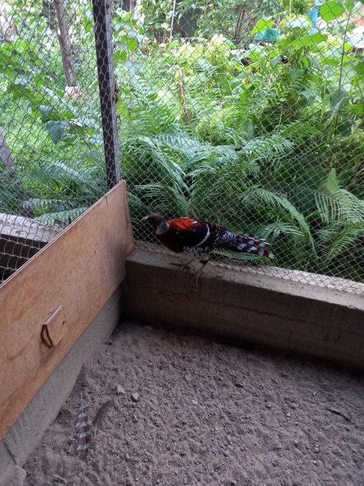 Продаются Фазаны Эллиота