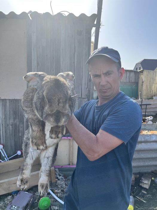 Кролики породы фландер