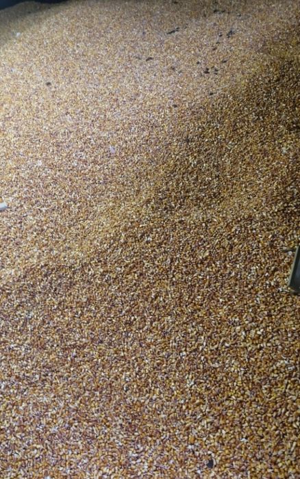 Vând grăunte 0.80 bani kg