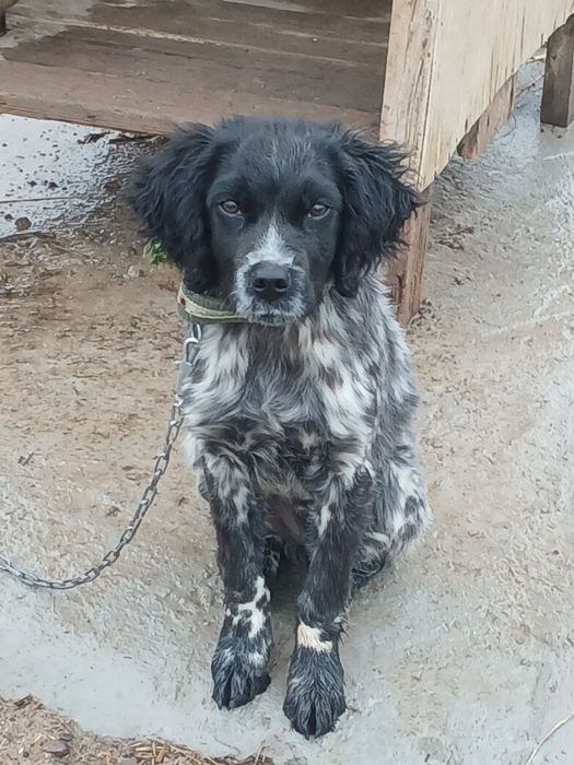 Эпониоль бретон щенок