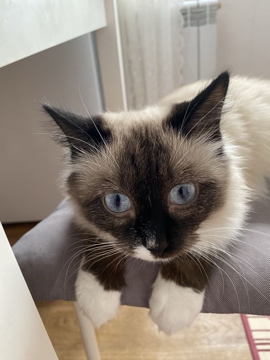 Отдам даром кошку