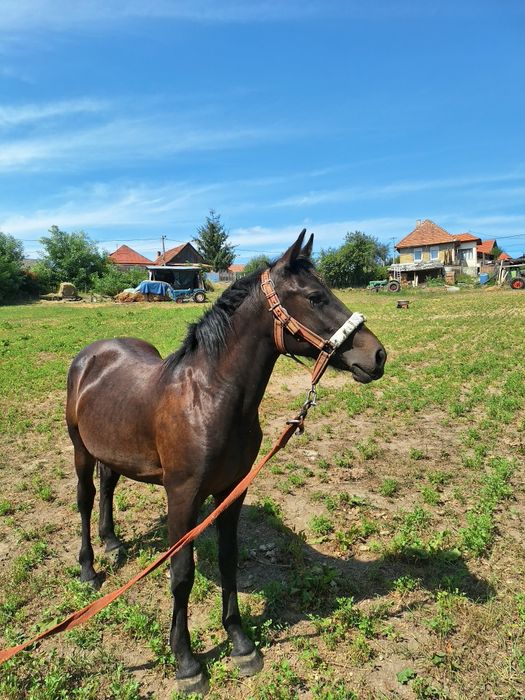 Vand 2 mânzi de 1 an si 3 luni foatre frumosi si blanzi vaccinati si cipati