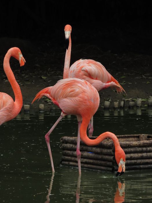 фотокамера Canon PowerShot SX740 HS