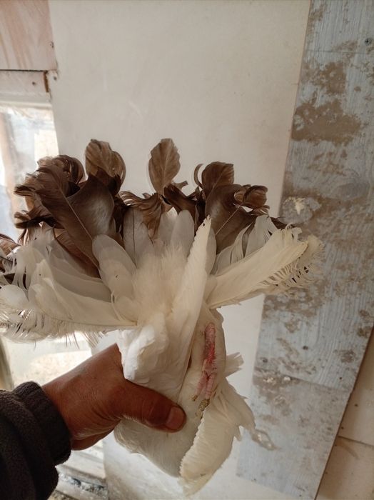 Павлины голуби взрослые