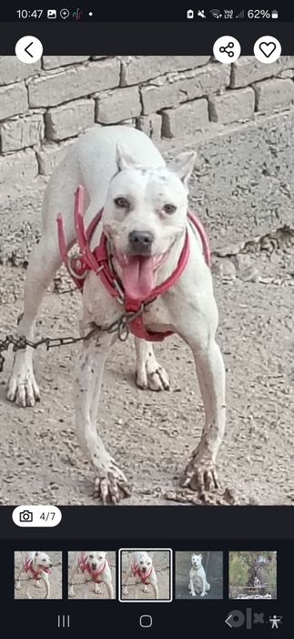 Argentina dogosi