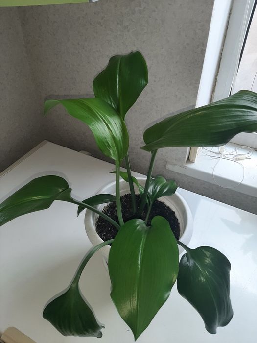 Комнатные растения, цветы