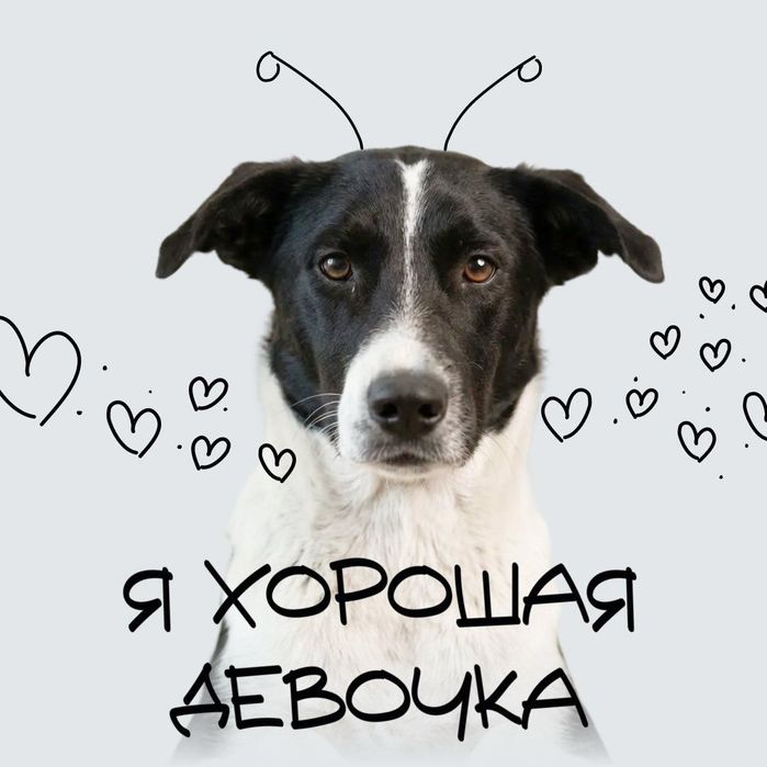 Игривая и добрая!