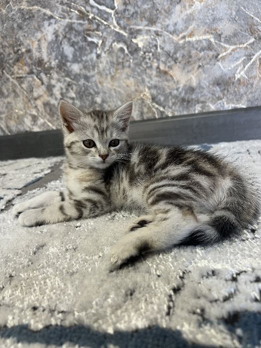 Shinshila (Zalataya) bolalari sotlad srochna