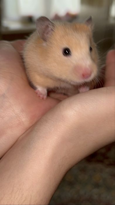 Sssssssssssssssssssss