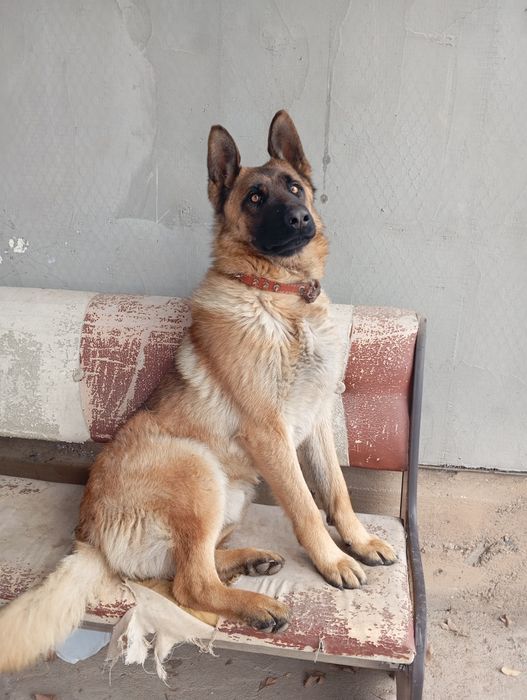 Животные собаки овчарка