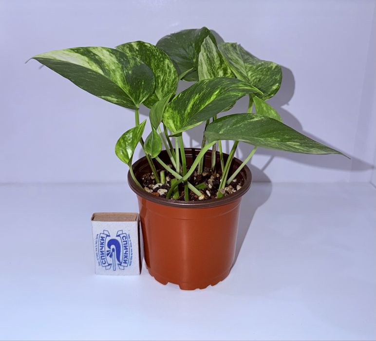 Эпипремнум, комнатные растения, комнатные цветы