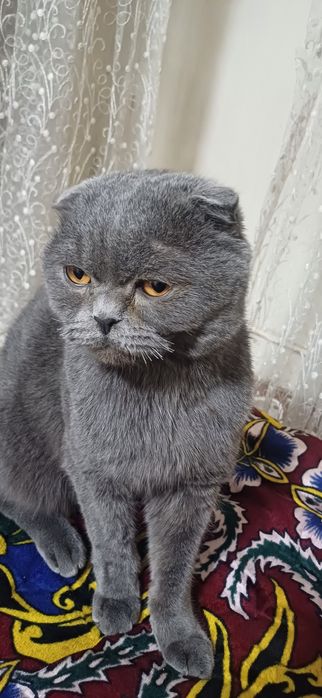 Скотш флод Nasil olishga yoki sotiladi