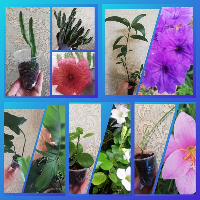 Комнатные растения