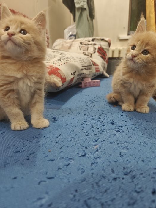 Мейн Кунчики 30 тыс