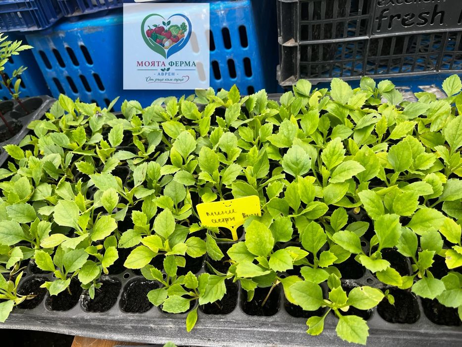 Разсад - домат, пипер, краставици