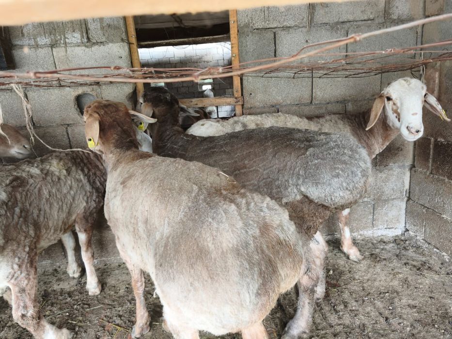 Арашан  токтылар