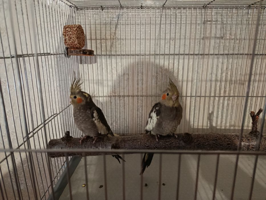 2 пара волнистий, 1 пара карелла