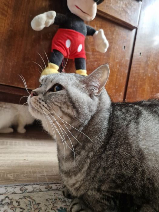Найдена домашний кот