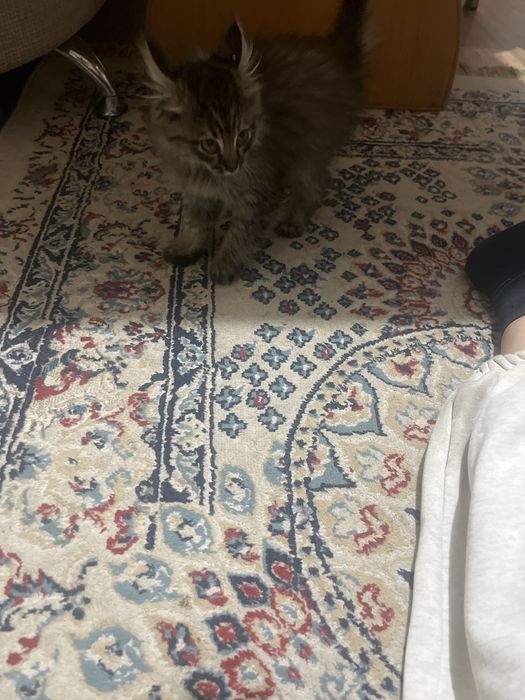 Котик очень красивый