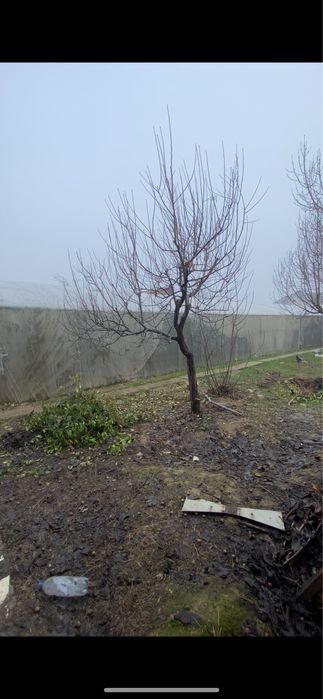 Юнусобод Тикланишда ер сотилади