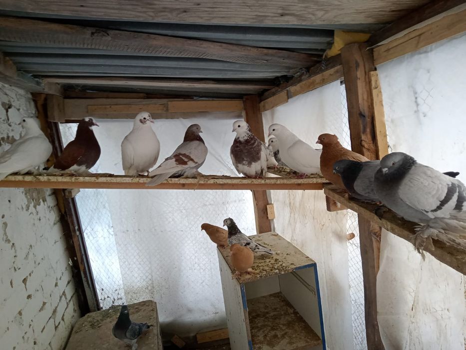 Продам только этих голубей