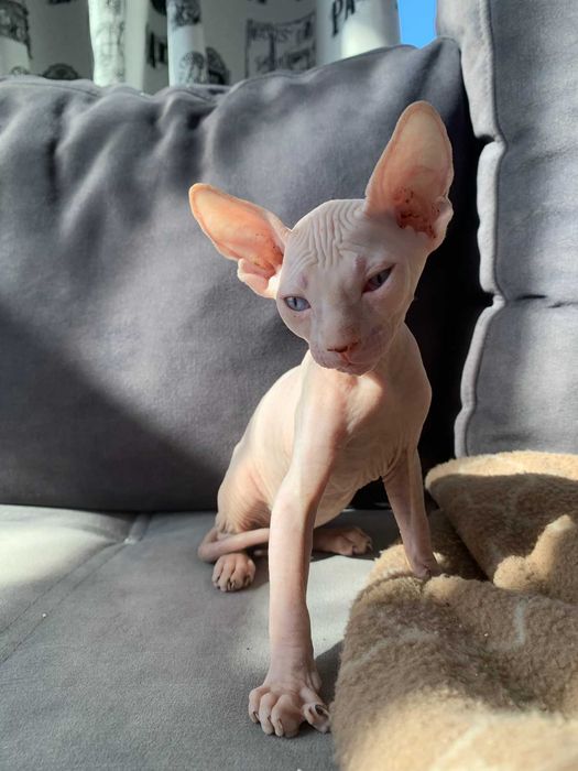 Котенца канадски свинкс