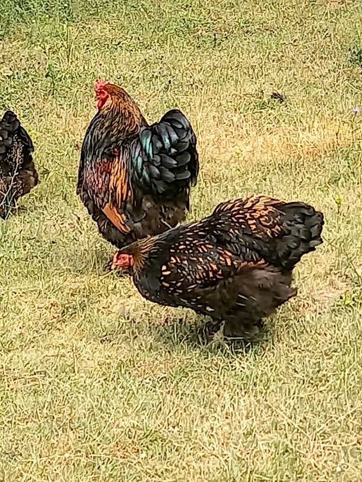Brahma Gold Laced