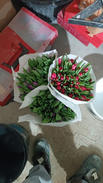 Тульпаны оптом от 50 штук