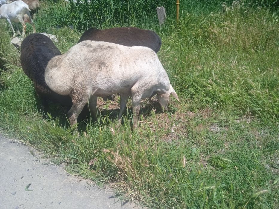 Qoylar sotiladi qoylar