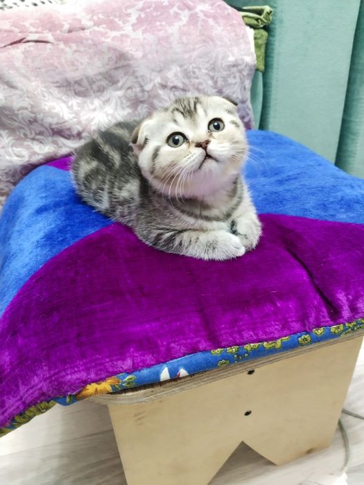 Котята шотландские   50000  т.
