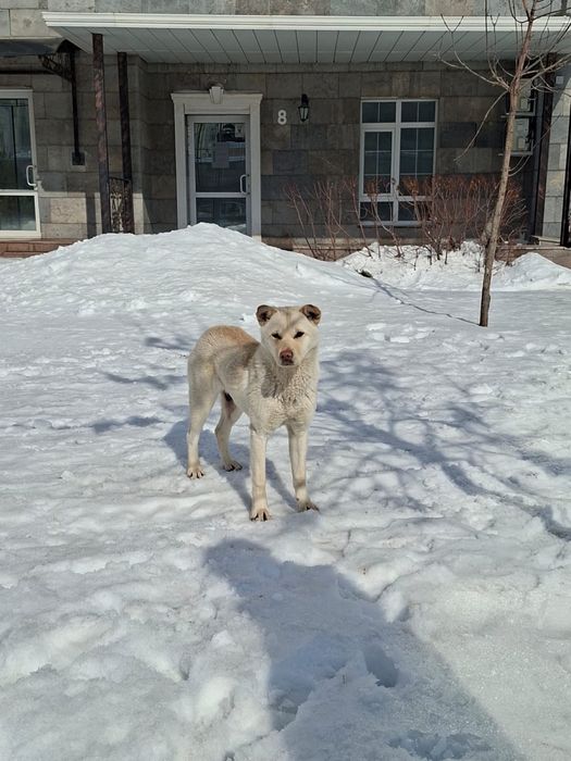 Ищем дом доброй собаке