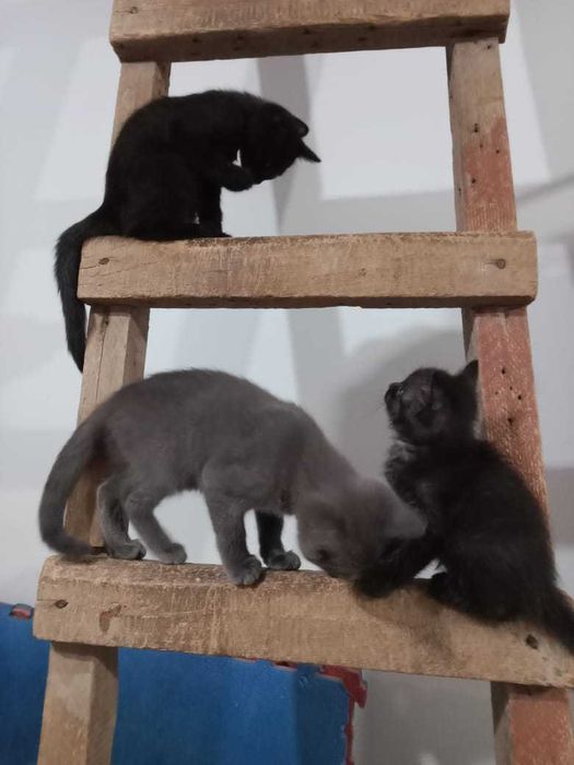 крысоловы котята  мес